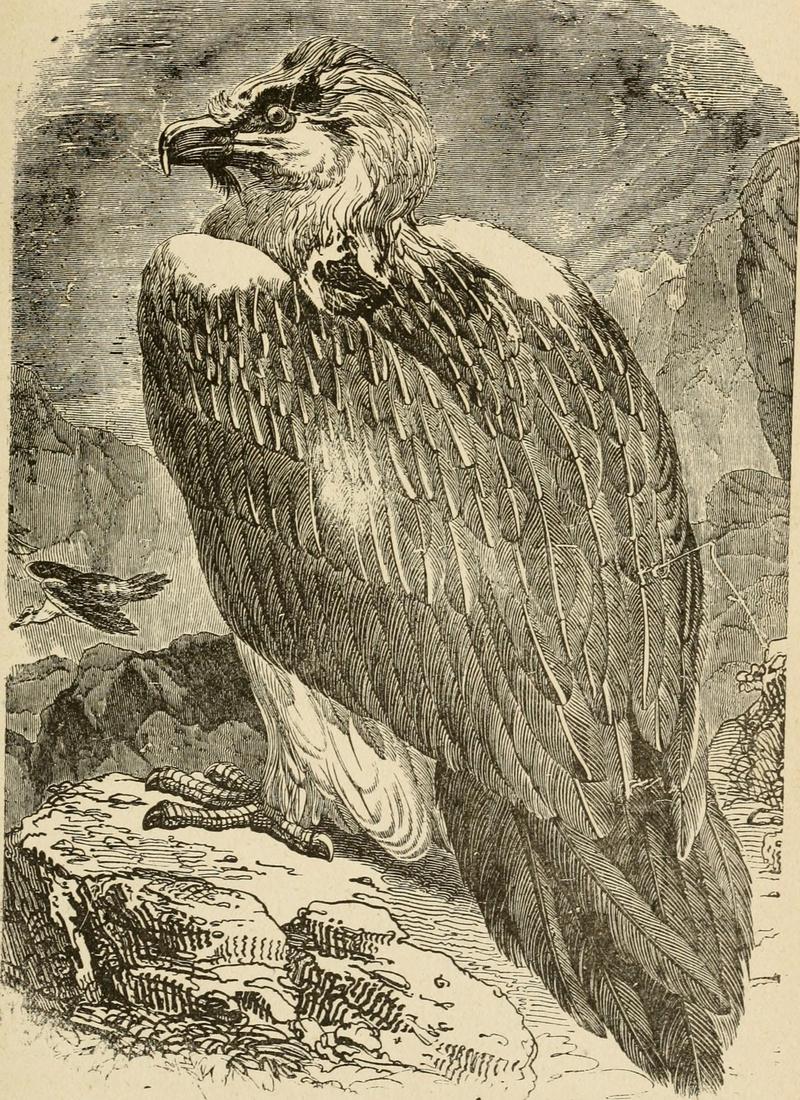 bearded vulture, lammergeier (Gypaetus barbatus); DISPLAY FULL IMAGE.