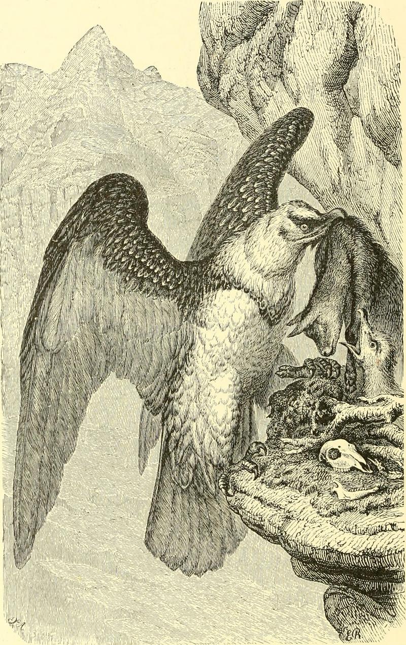 bearded vulture, lammergeier (Gypaetus barbatus); DISPLAY FULL IMAGE.