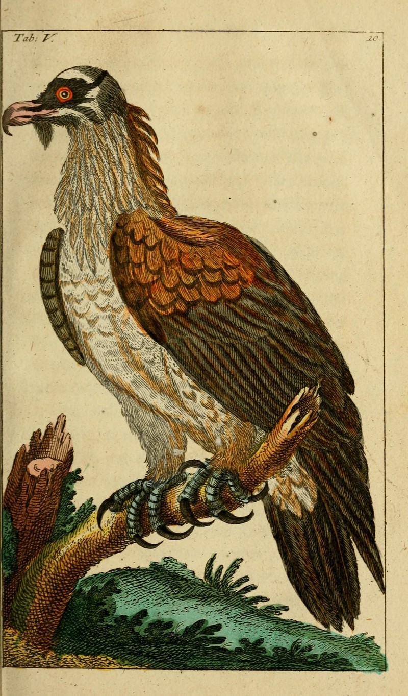 bearded vulture, lammergeier (Gypaetus barbatus); DISPLAY FULL IMAGE.