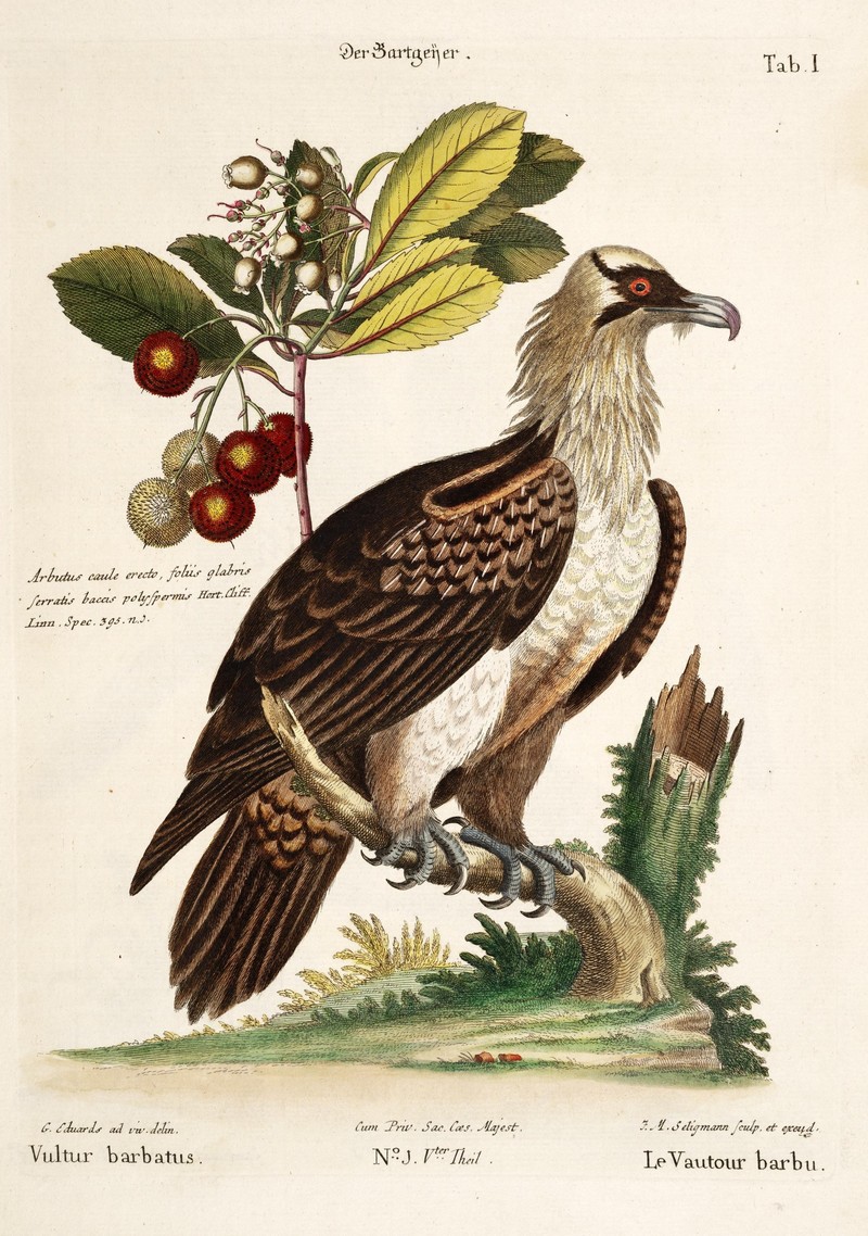 bearded vulture, lammergeier (Gypaetus barbatus); DISPLAY FULL IMAGE.