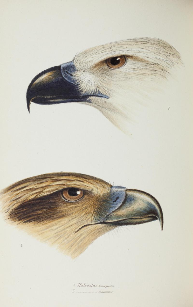 white-bellied sea eagle (Haliaeetus leucogaster), whistling kite (Haliastur sphenurus); DISPLAY FULL IMAGE.