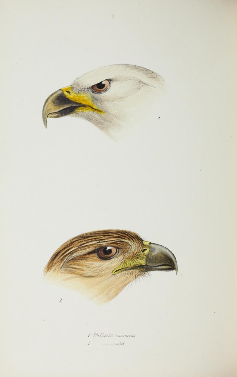 white-bellied sea eagle (Haliaeetus leucogaster), whistling kite (Haliastur sphenurus); DISPLAY FULL IMAGE.
