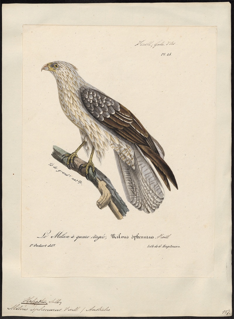 whistling kite (Haliastur sphenurus); DISPLAY FULL IMAGE.