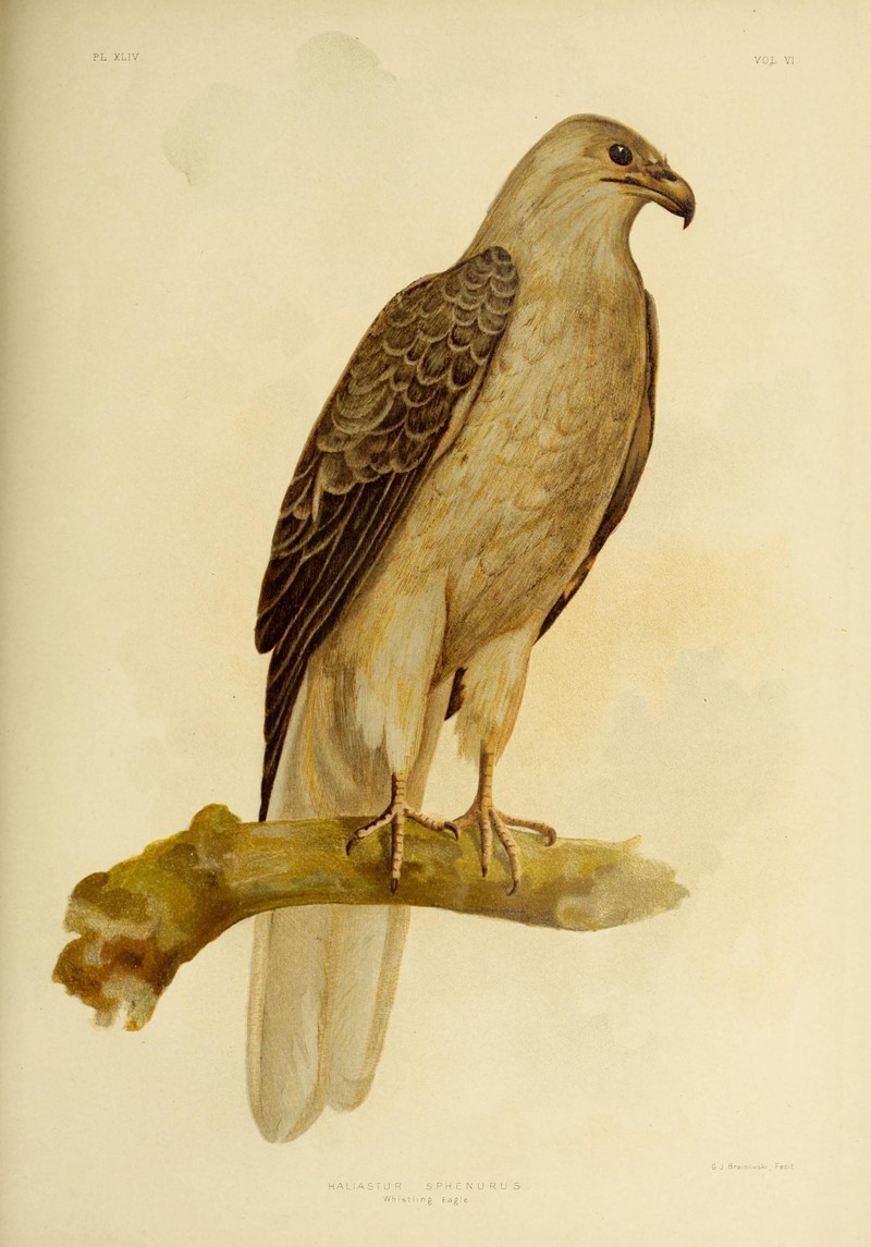 whistling kite (Haliastur sphenurus); DISPLAY FULL IMAGE.