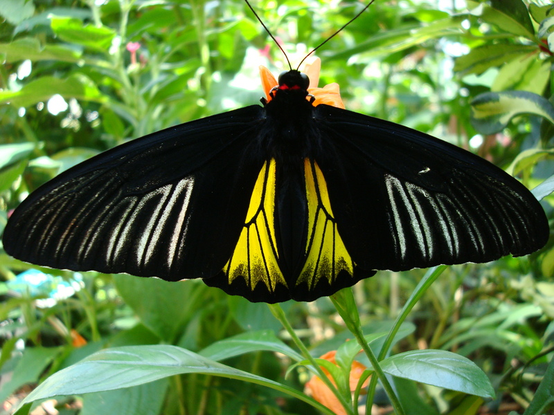 common birdwing (Troides helena); DISPLAY FULL IMAGE.