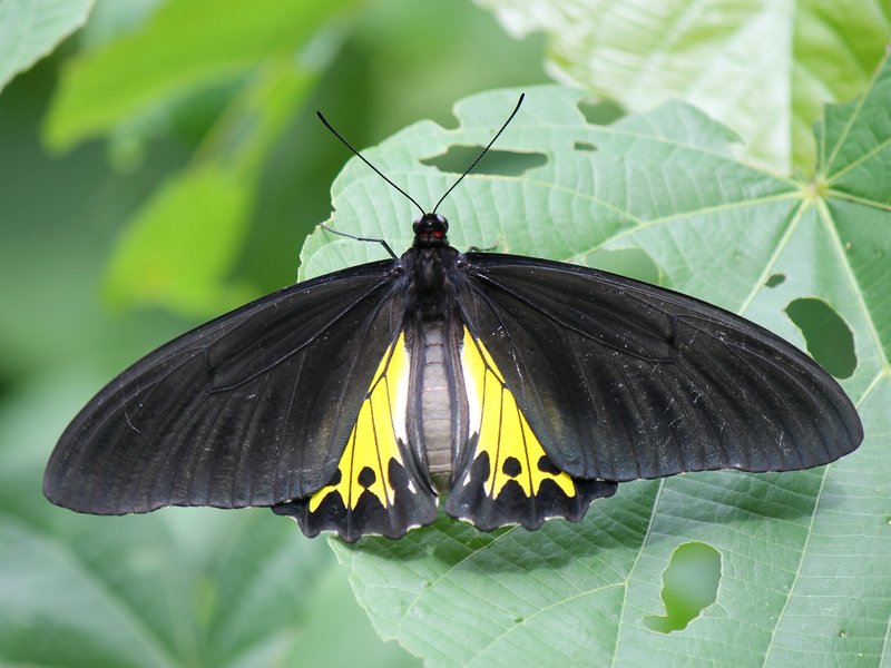 common birdwing (Troides helena); DISPLAY FULL IMAGE.