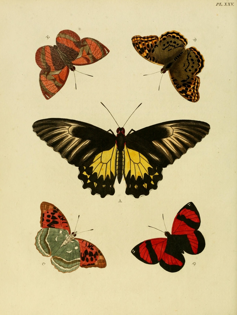 common birdwing (Troides helena), Mediterranean fritillary (Argynnis pandora), scarlet leafwing (Siderone galanthis); DISPLAY FULL IMAGE.