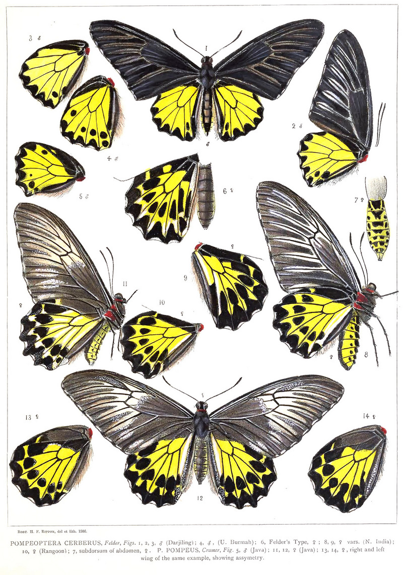 common birdwing (Troides helena); DISPLAY FULL IMAGE.