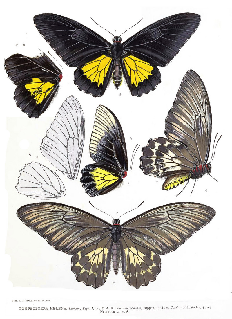 common birdwing (Troides helena); DISPLAY FULL IMAGE.