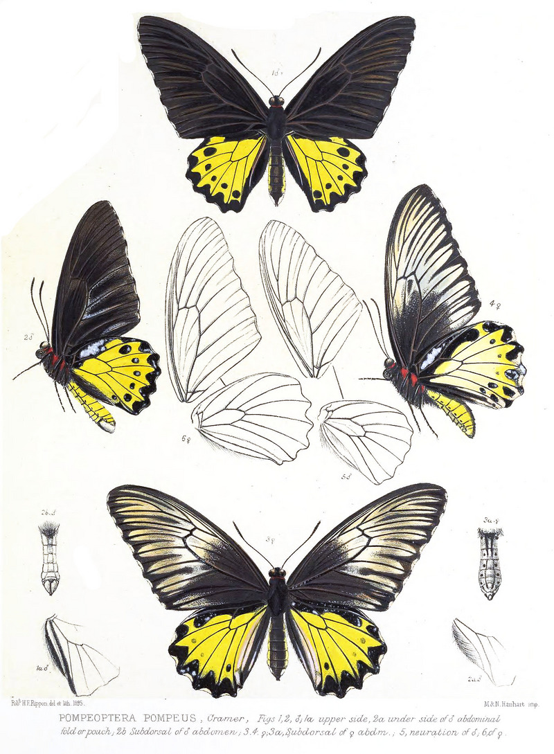 common birdwing (Troides helena); DISPLAY FULL IMAGE.