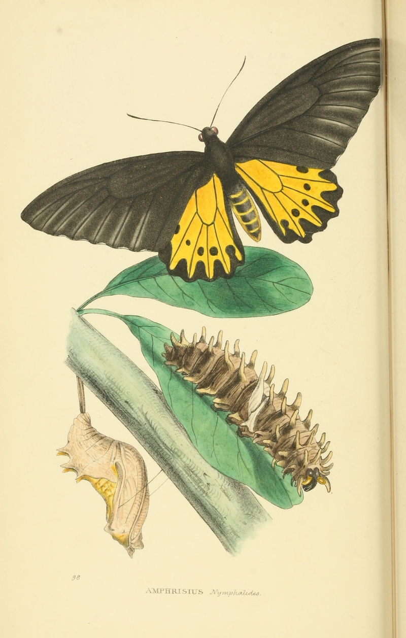 common birdwing (Troides helena); DISPLAY FULL IMAGE.