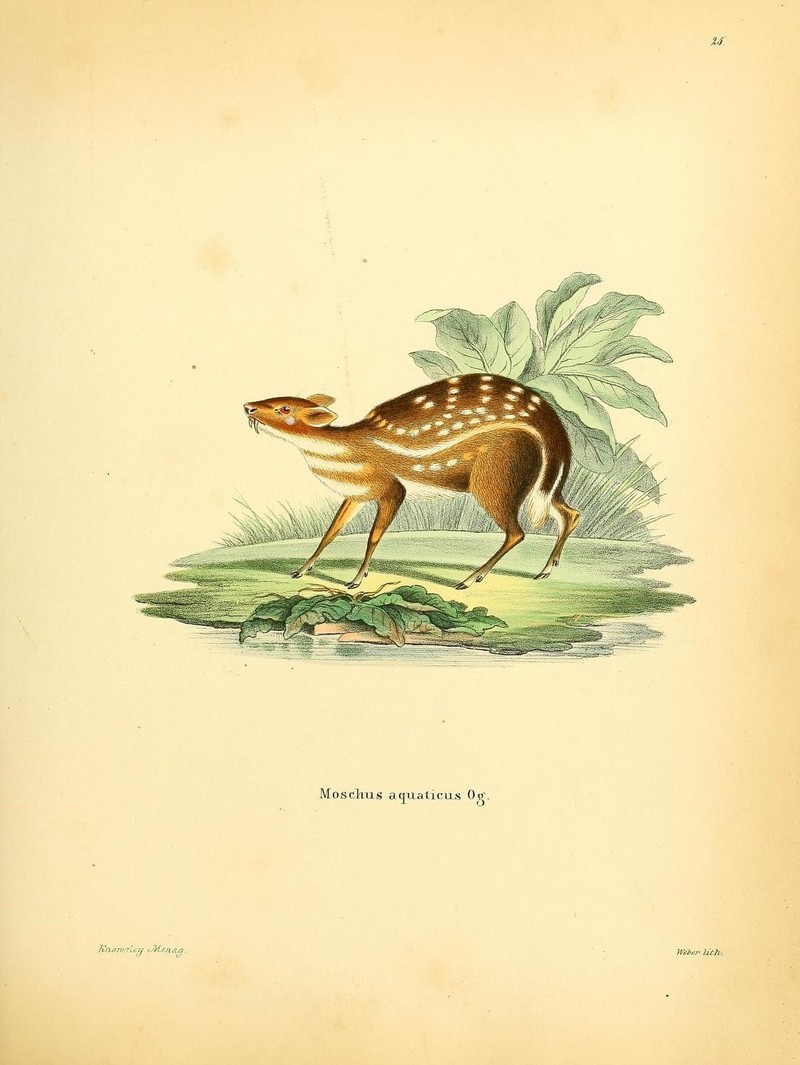 water chevrotain (Hyemoschus aquaticus); DISPLAY FULL IMAGE.