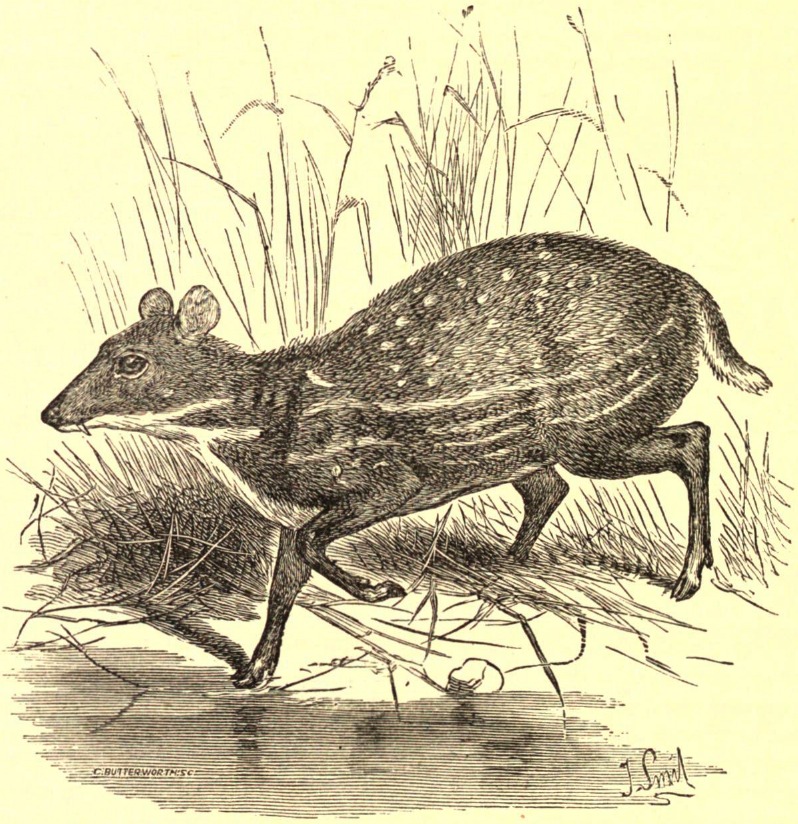 water chevrotain (Hyemoschus aquaticus); DISPLAY FULL IMAGE.