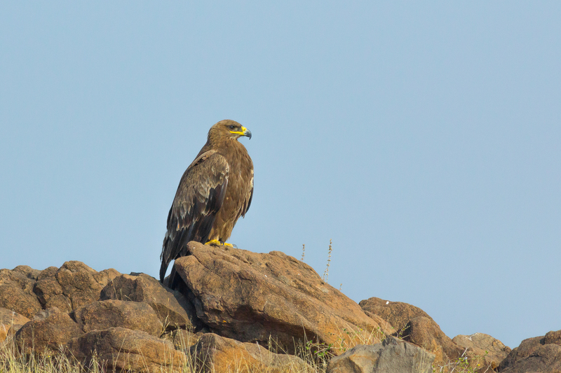 steppe eagle (Aquila nipalensis); DISPLAY FULL IMAGE.