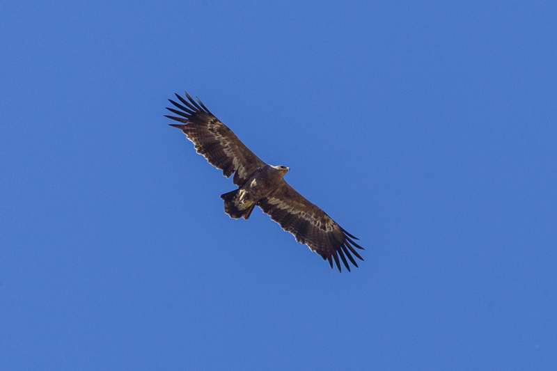 steppe eagle (Aquila nipalensis); DISPLAY FULL IMAGE.