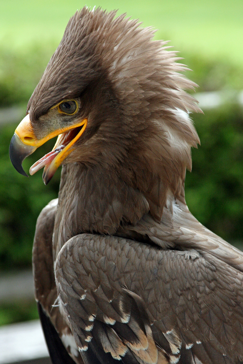 steppe eagle (Aquila nipalensis); DISPLAY FULL IMAGE.