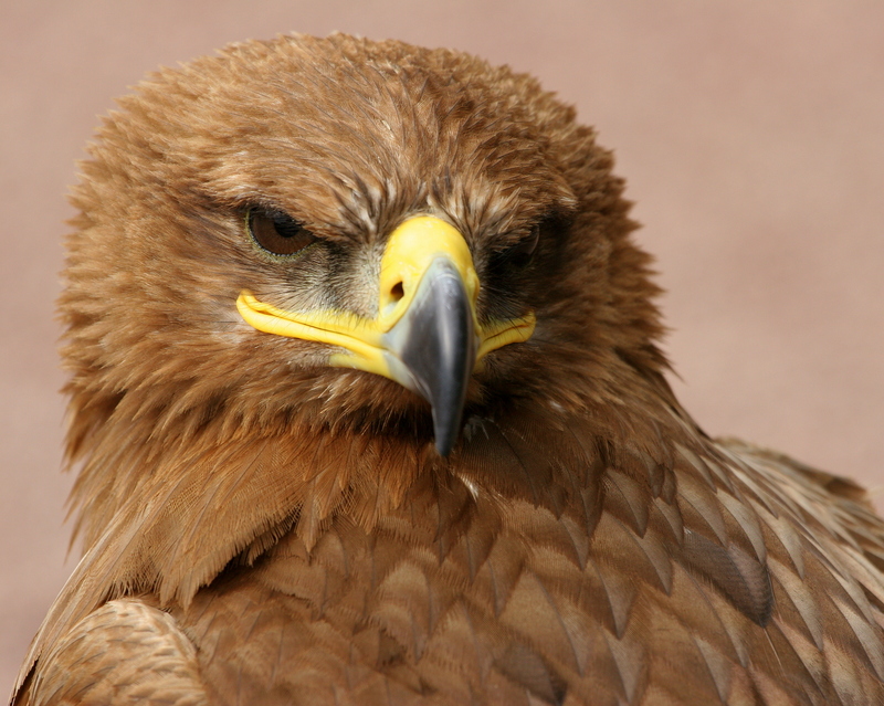 steppe eagle (Aquila nipalensis); DISPLAY FULL IMAGE.