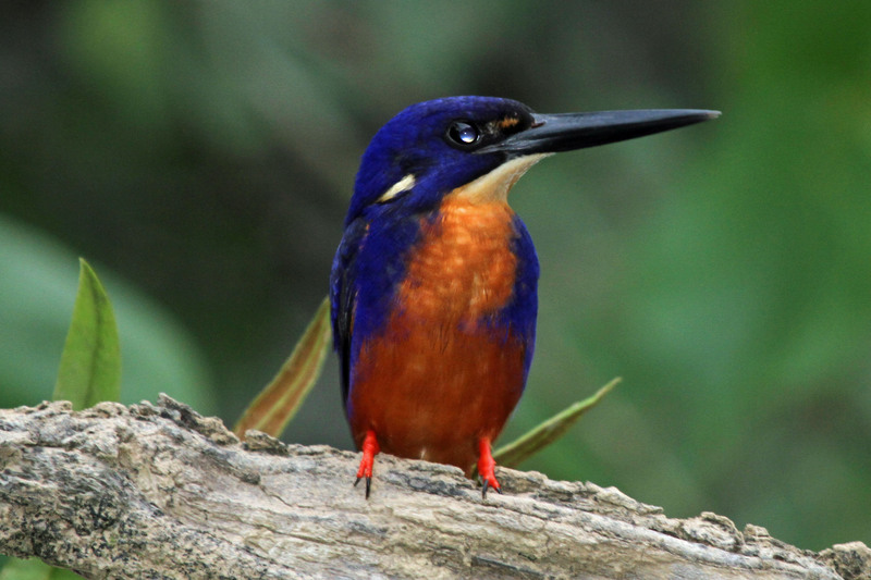 azure kingfisher (Ceyx azureus); DISPLAY FULL IMAGE.