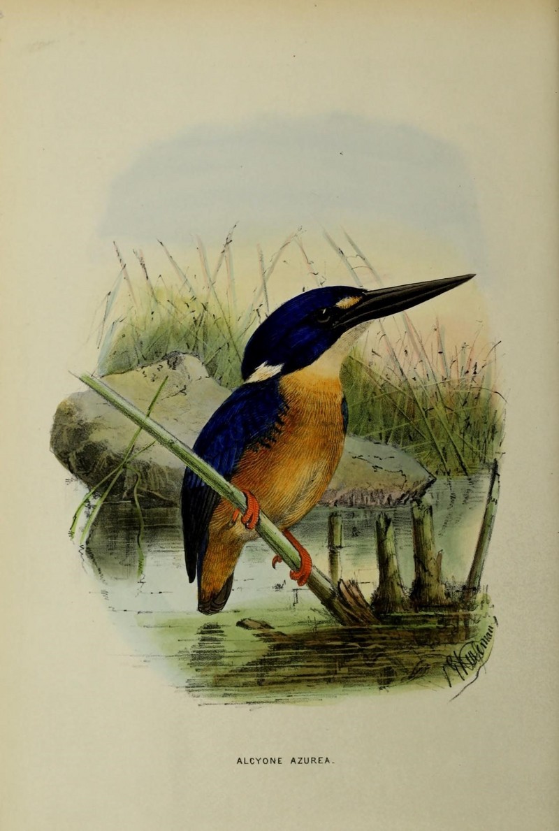 azure kingfisher (Ceyx azureus); DISPLAY FULL IMAGE.