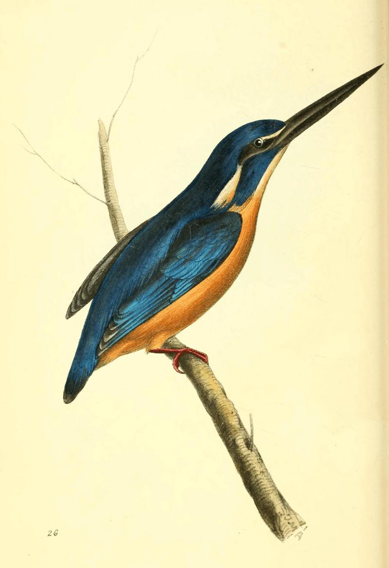 azure kingfisher (Ceyx azureus); DISPLAY FULL IMAGE.