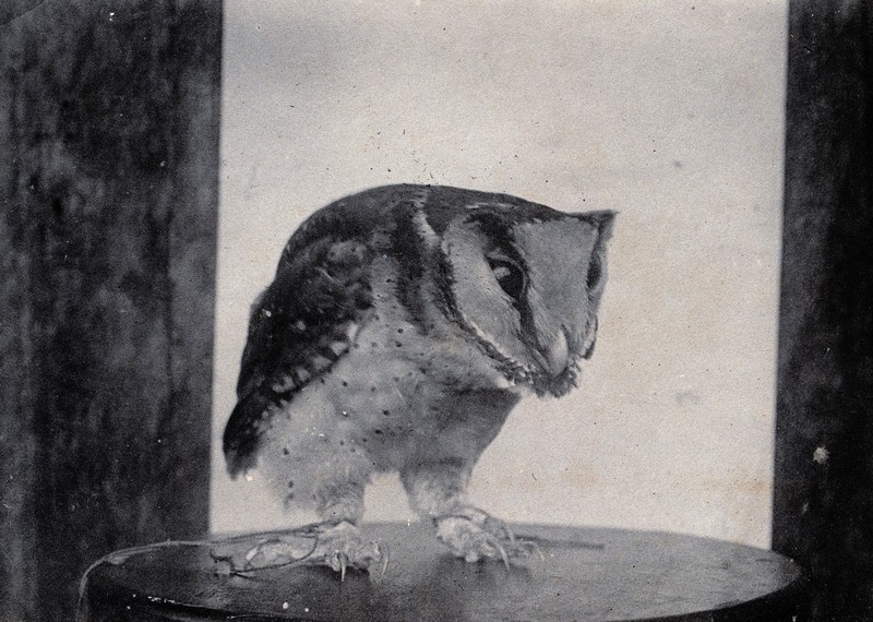 oriental bay owl (Phodilus badius); DISPLAY FULL IMAGE.