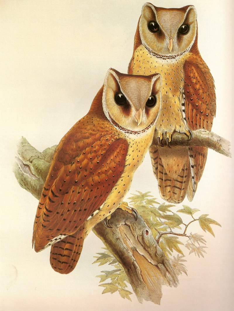 oriental bay owl (Phodilus badius); DISPLAY FULL IMAGE.