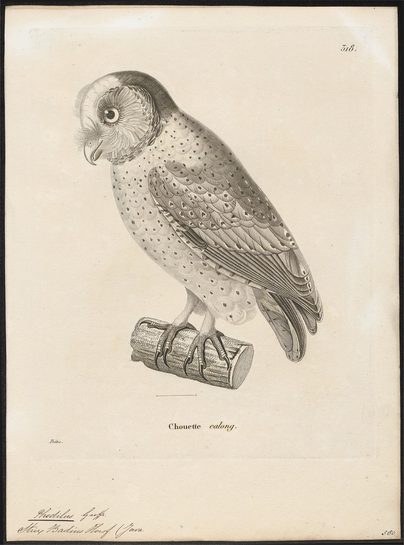 oriental bay owl (Phodilus badius); DISPLAY FULL IMAGE.