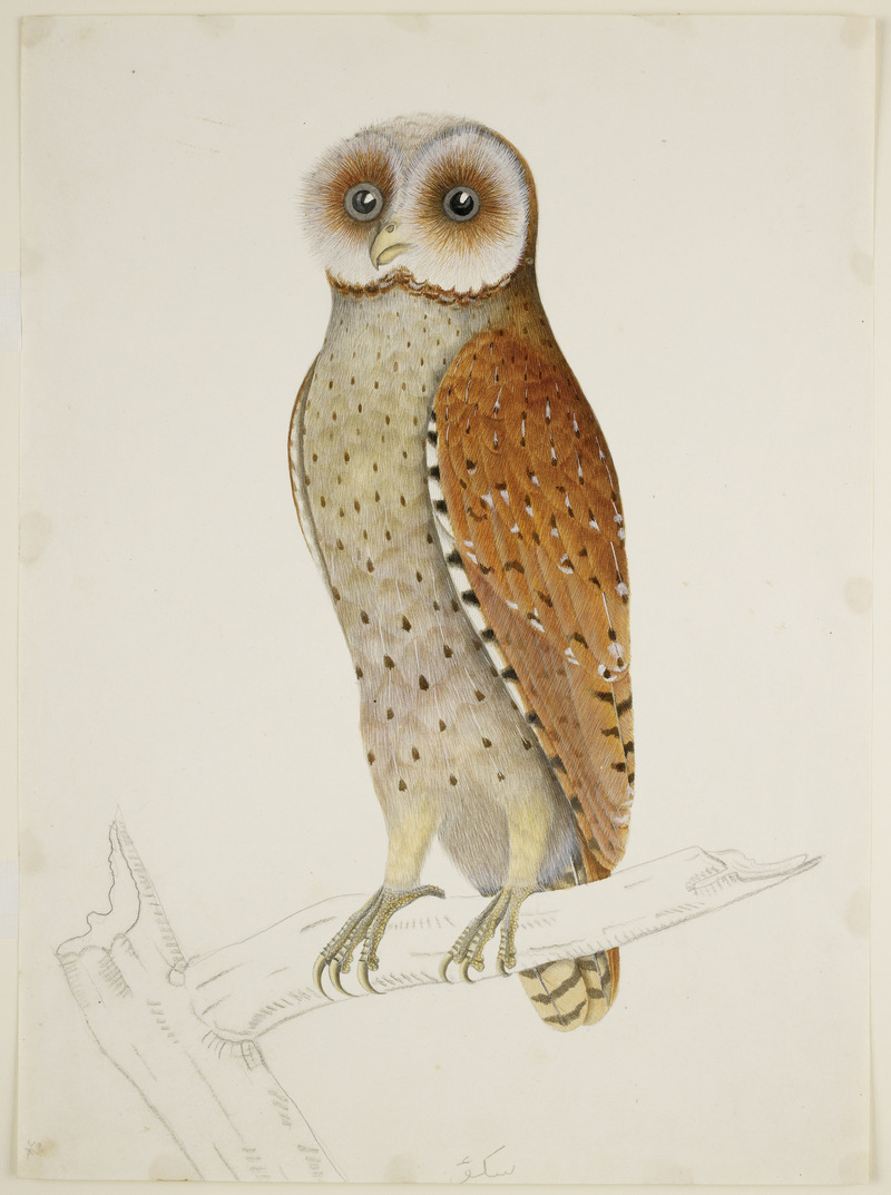 oriental bay owl (Phodilus badius); DISPLAY FULL IMAGE.