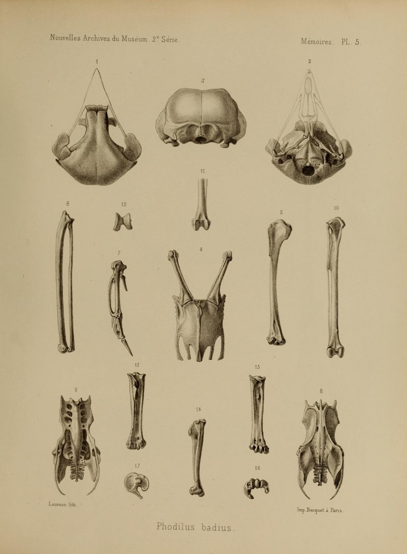 oriental bay owl (Phodilus badius); DISPLAY FULL IMAGE.