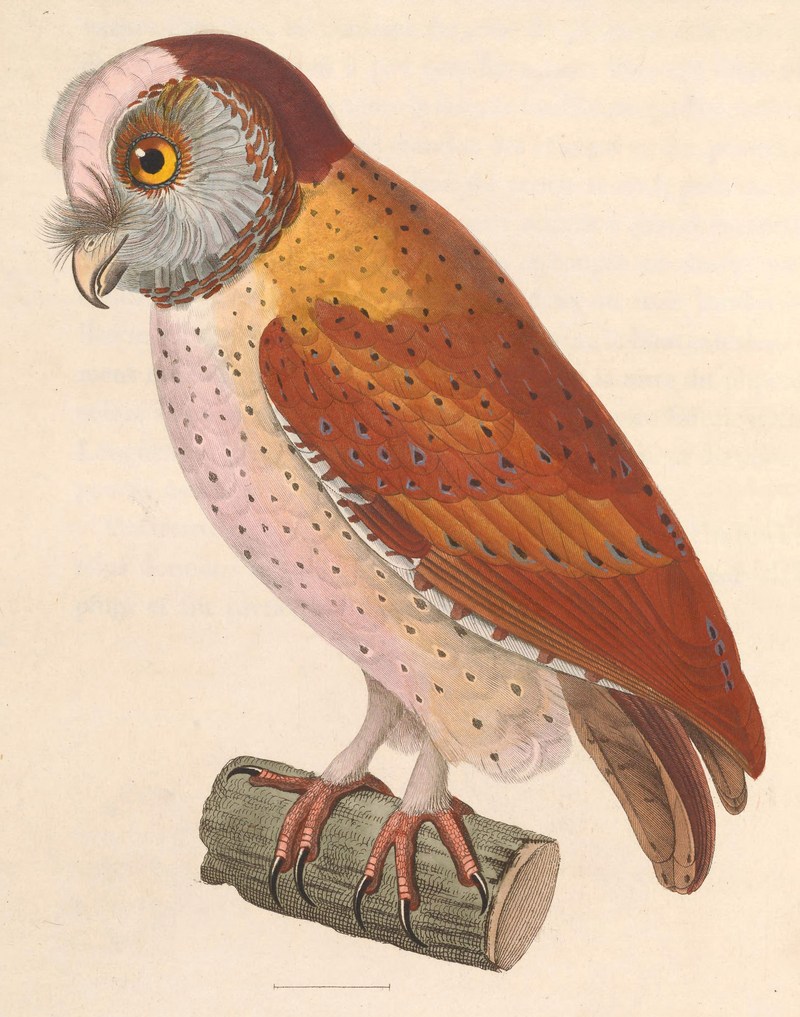 oriental bay owl (Phodilus badius); DISPLAY FULL IMAGE.