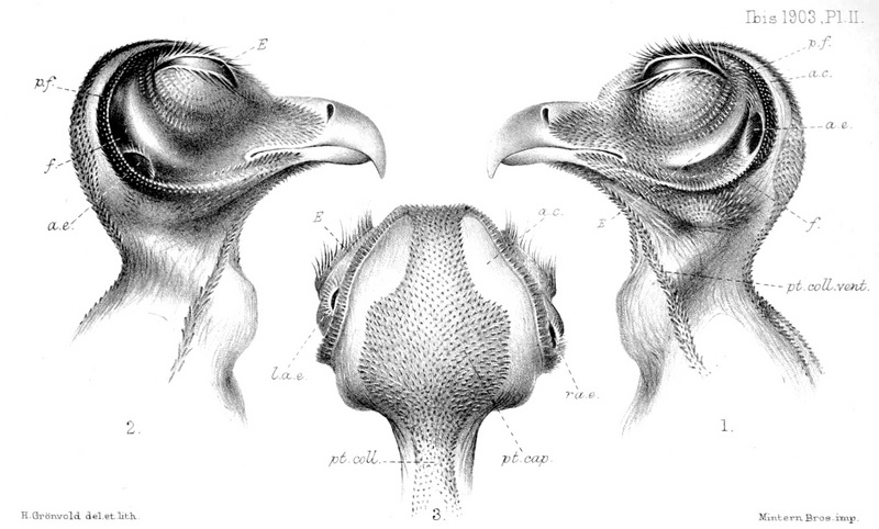 oriental bay owl (Phodilus badius); DISPLAY FULL IMAGE.