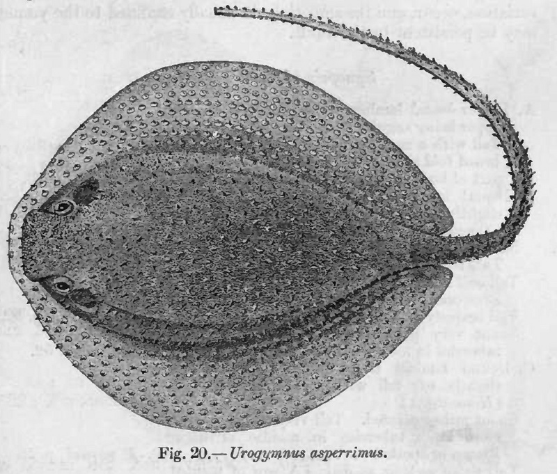 porcupine ray (Urogymnus asperrimus); DISPLAY FULL IMAGE.