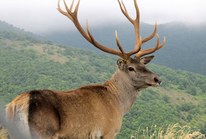 Caspian red deer (Cervus elaphus maral); DISPLAY FULL IMAGE.