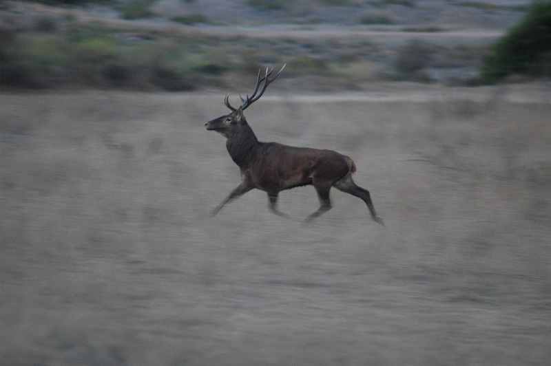 Corsican red deer (Cervus elaphus corsicanus); DISPLAY FULL IMAGE.