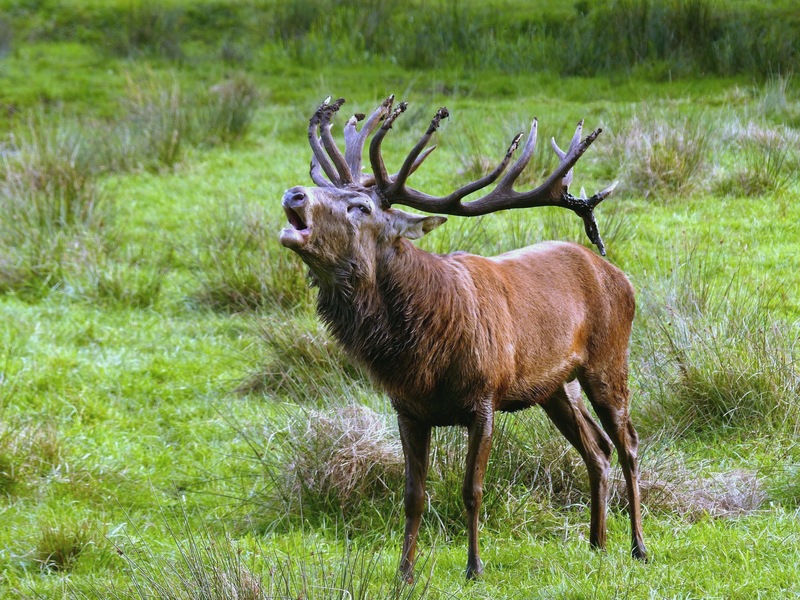 red deer (Cervus elaphus); DISPLAY FULL IMAGE.