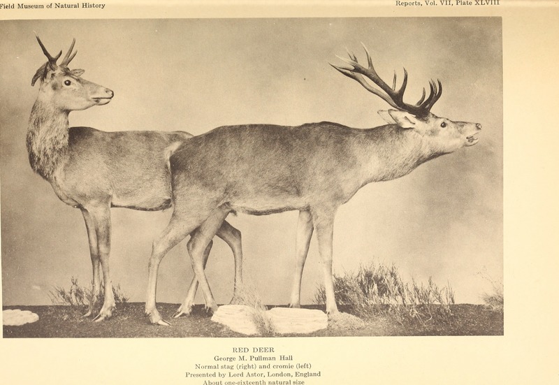 red deer (Cervus elaphus); DISPLAY FULL IMAGE.