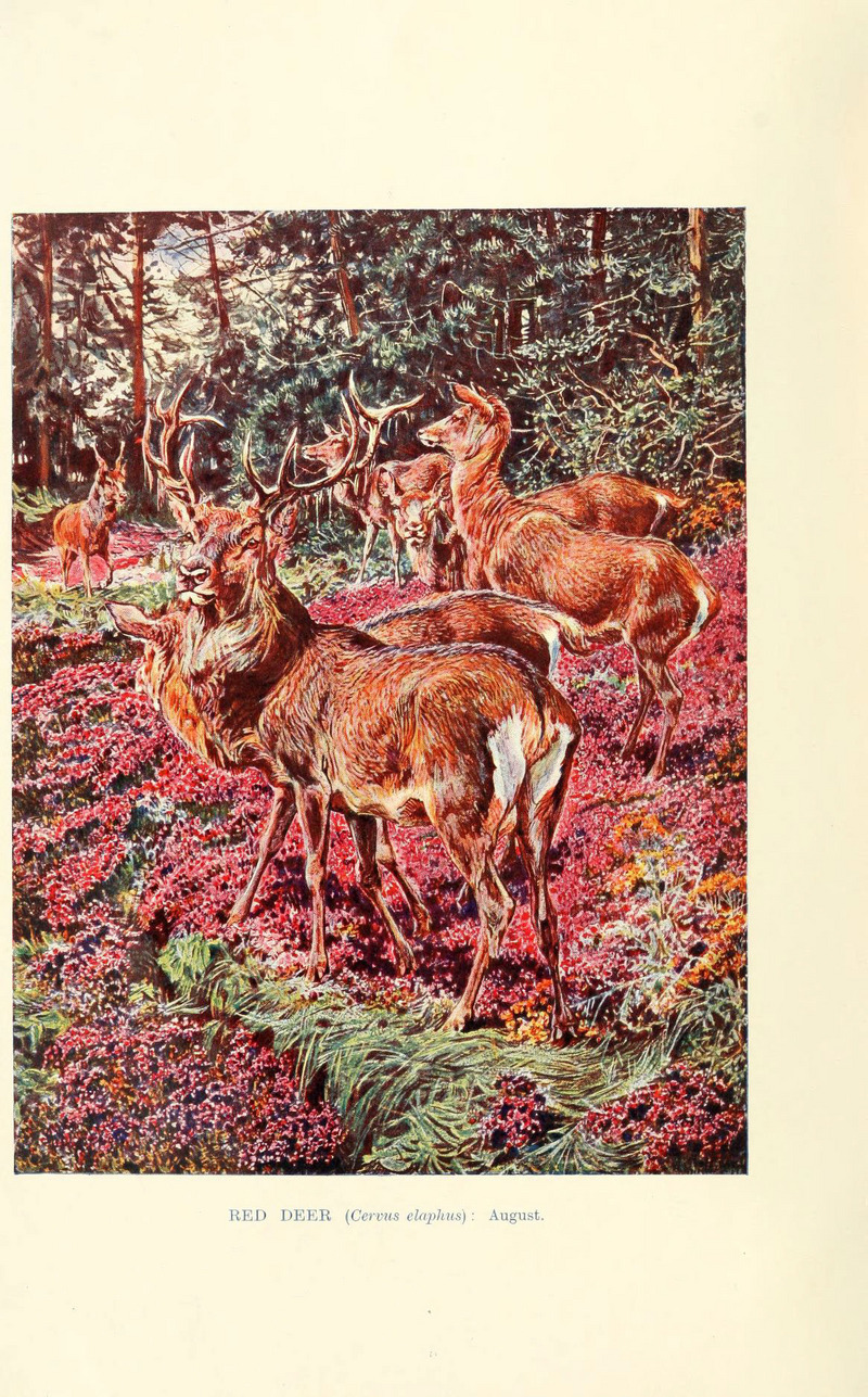 red deer (Cervus elaphus); DISPLAY FULL IMAGE.