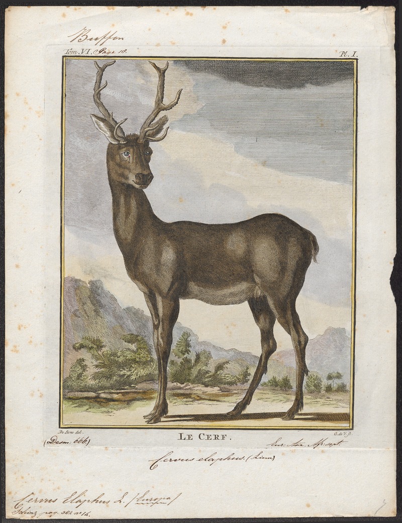 red deer (Cervus elaphus); DISPLAY FULL IMAGE.