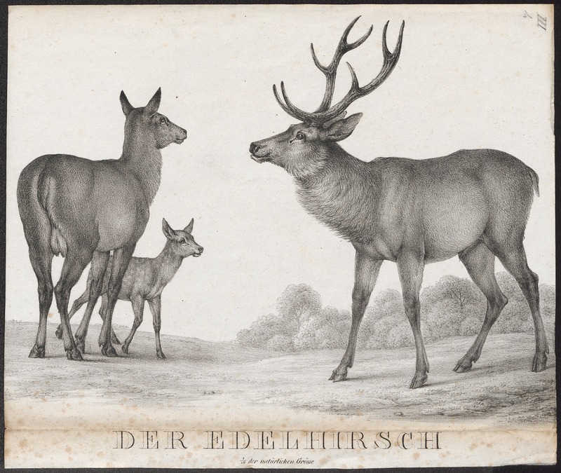 red deer (Cervus elaphus); DISPLAY FULL IMAGE.