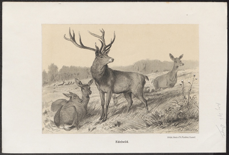 red deer (Cervus elaphus); DISPLAY FULL IMAGE.