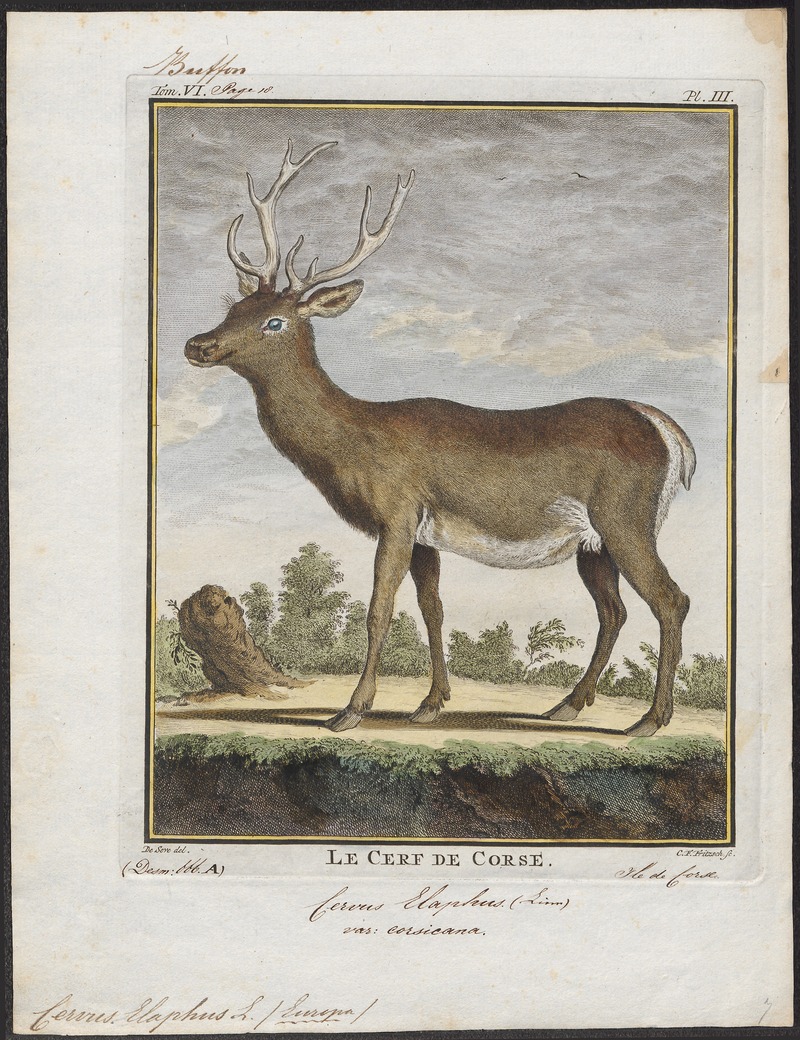 red deer (Cervus elaphus); DISPLAY FULL IMAGE.