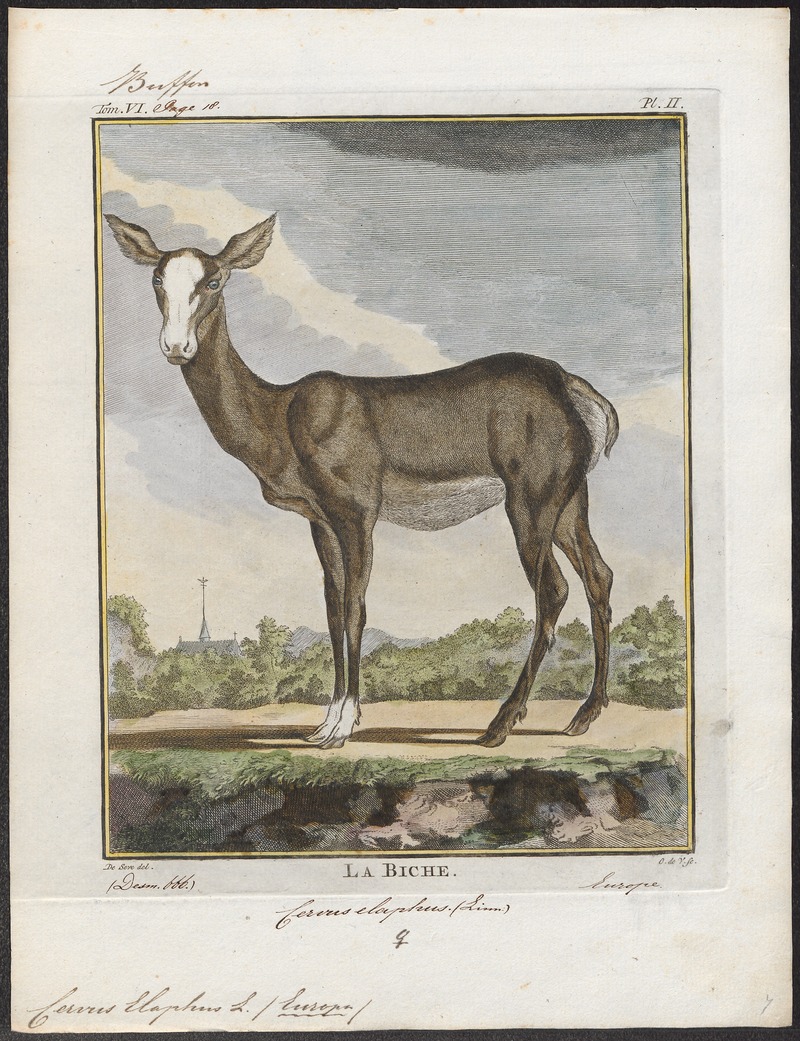 red deer (Cervus elaphus); DISPLAY FULL IMAGE.