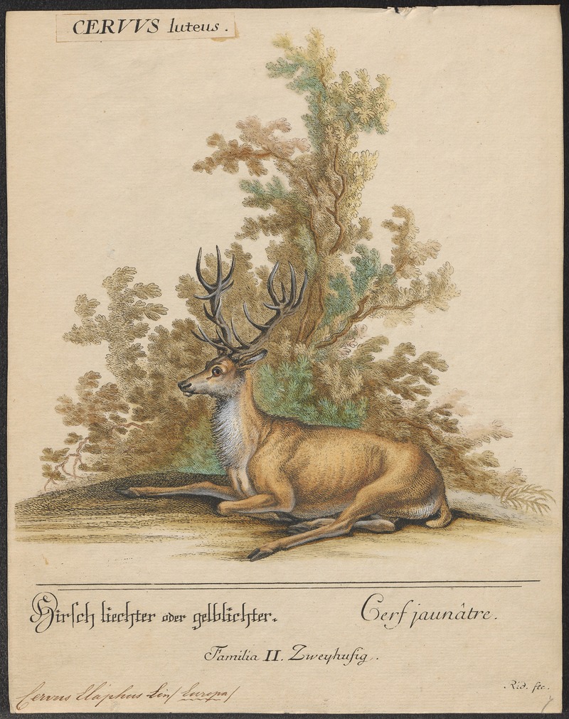 red deer (Cervus elaphus); DISPLAY FULL IMAGE.