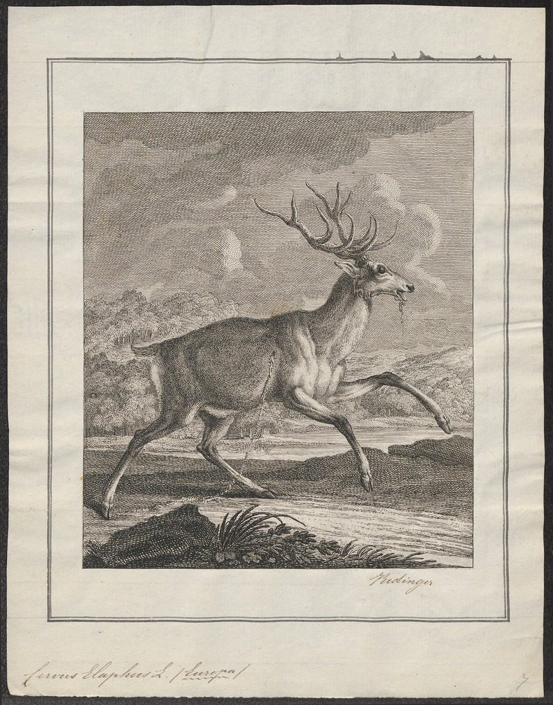 red deer (Cervus elaphus); DISPLAY FULL IMAGE.