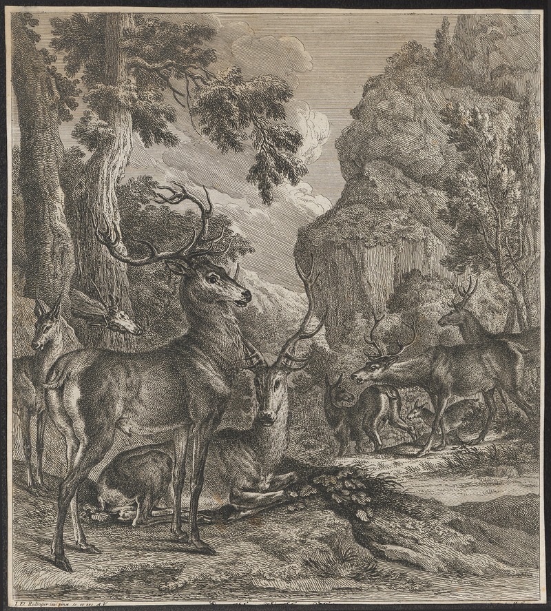 red deer (Cervus elaphus); DISPLAY FULL IMAGE.