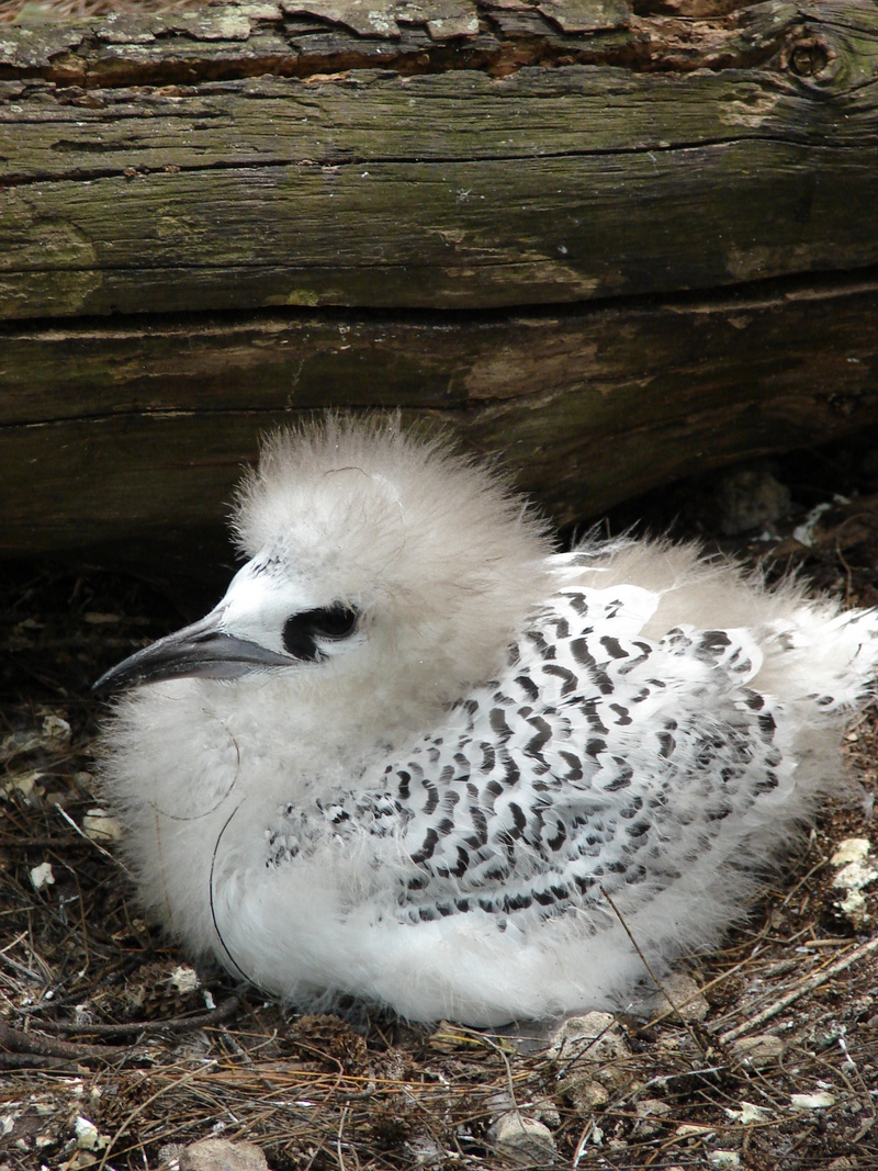 red-tailed tropicbird (Phaethon rubricauda) juvenile; DISPLAY FULL IMAGE.