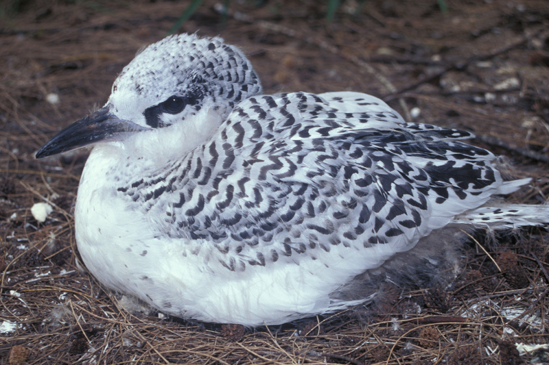 red-tailed tropicbird (Phaethon rubricauda) juvenile; DISPLAY FULL IMAGE.