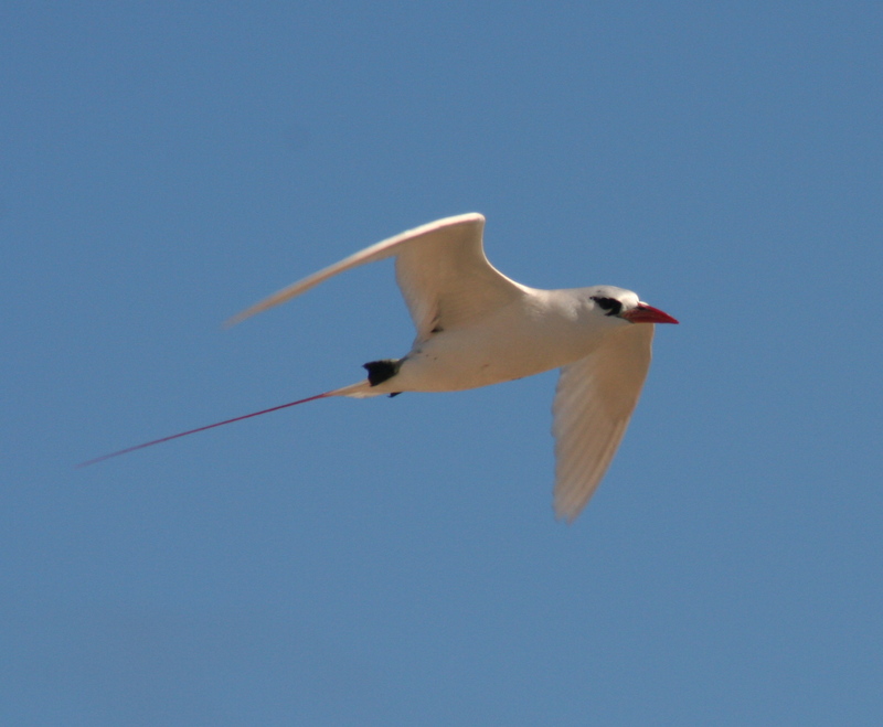 red-tailed tropicbird (Phaethon rubricauda); DISPLAY FULL IMAGE.