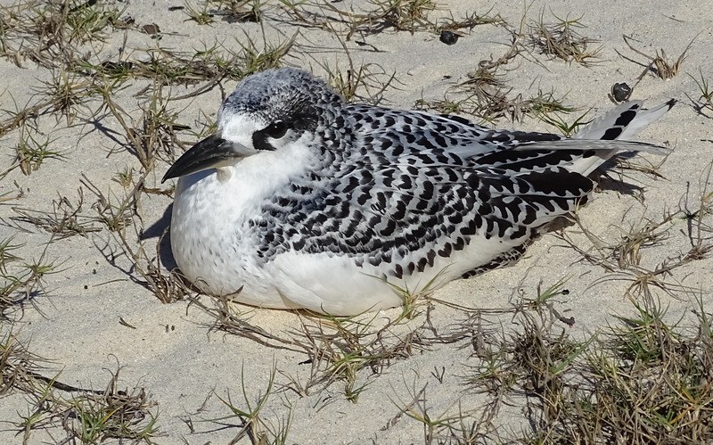 red-tailed tropicbird (Phaethon rubricauda) juvenile; DISPLAY FULL IMAGE.