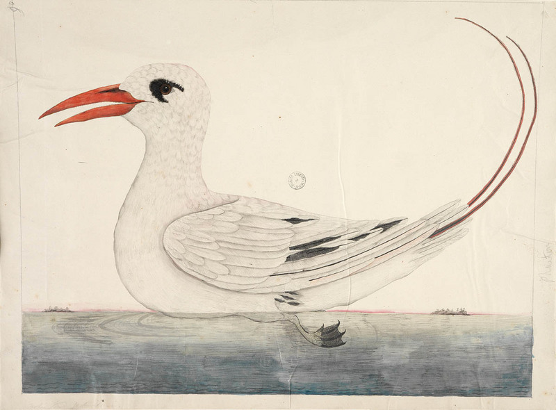 red-tailed tropicbird (Phaethon rubricauda); DISPLAY FULL IMAGE.
